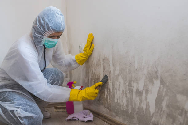 Best Mold Damage Repair  in Auburn, NY