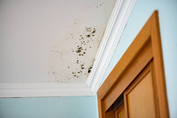 Best Commercial Mold Removal  in Auburn, NY