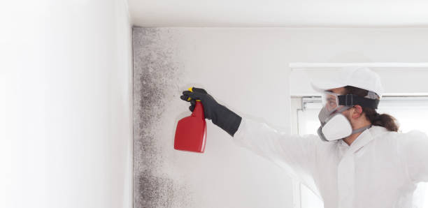 Auburn, NY Mold Removal Company