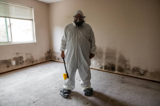 Best Certified Mold Removal  in Auburn, NY