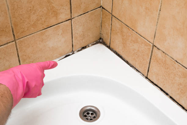 Best Residential Mold Removal  in Auburn, NY